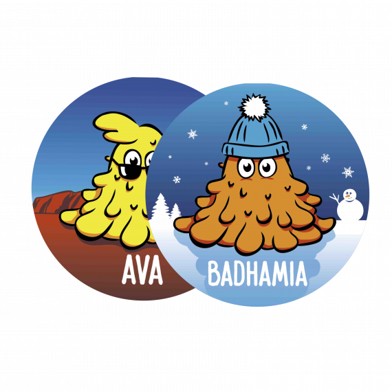 Kit Duo Blob Ava + Badhamia